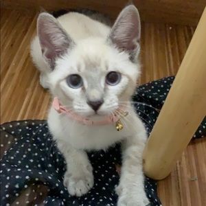 Meet your Posher, Mabel